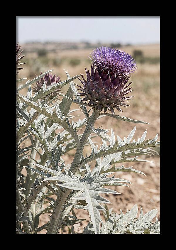 Cardoon With Dramatic Silvery Leaves