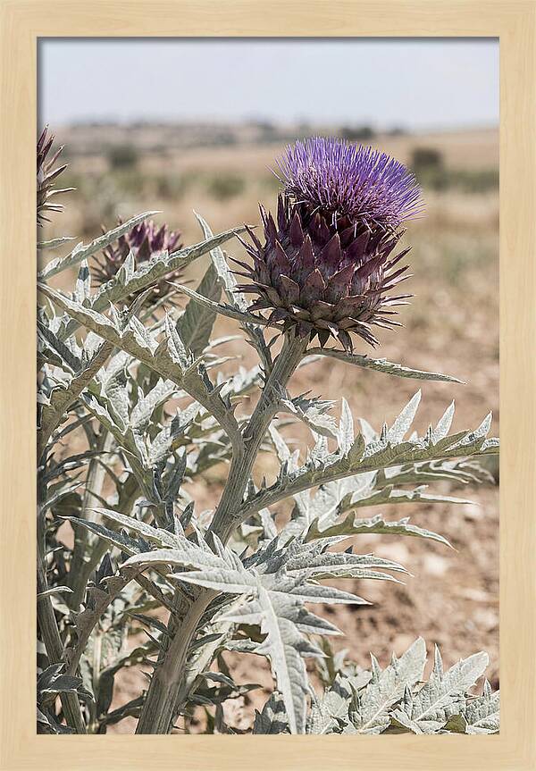Cardoon With Dramatic Silvery Leaves