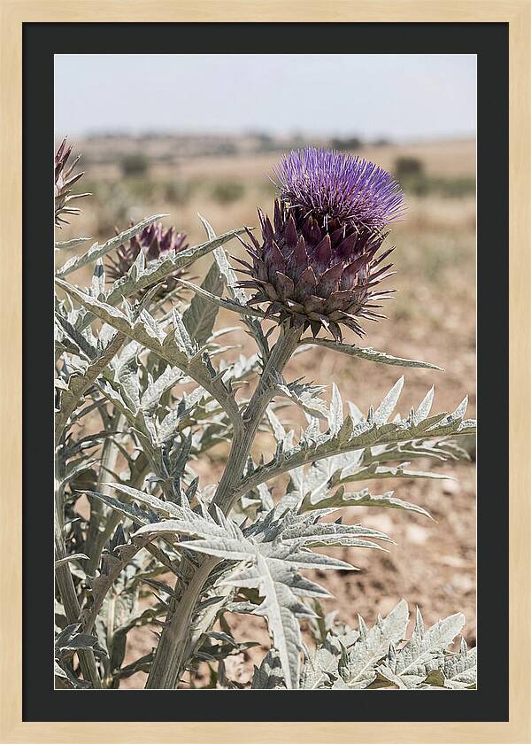 Cardoon With Dramatic Silvery Leaves