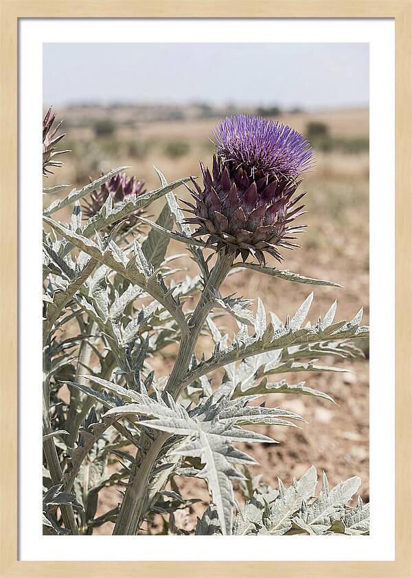Cardoon With Dramatic Silvery Leaves