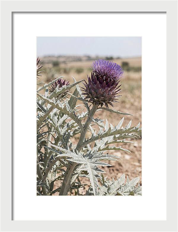 Cardoon With Dramatic Silvery Leaves