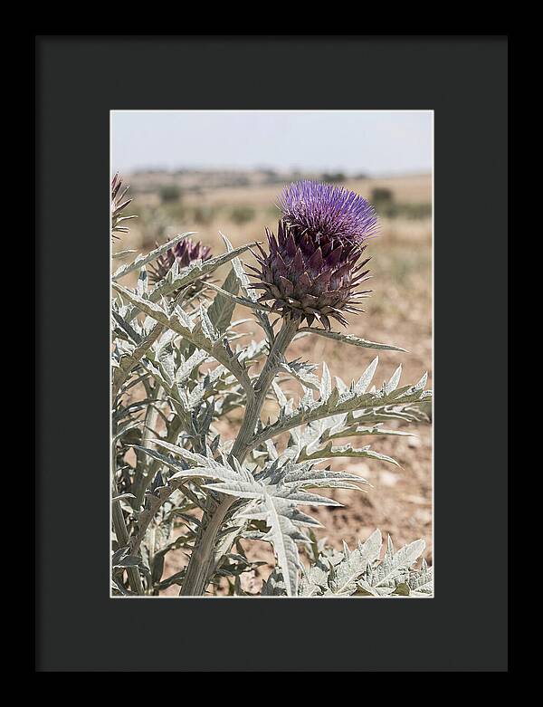 Cardoon With Dramatic Silvery Leaves