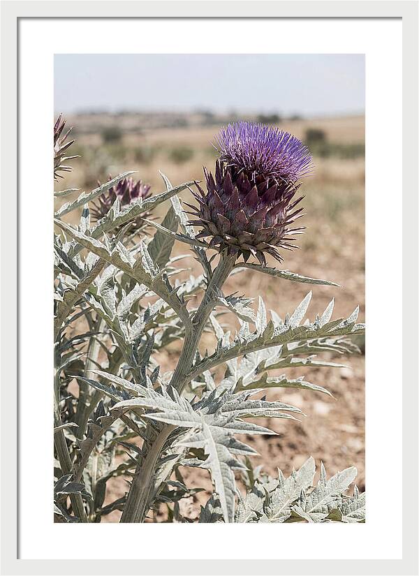Cardoon With Dramatic Silvery Leaves