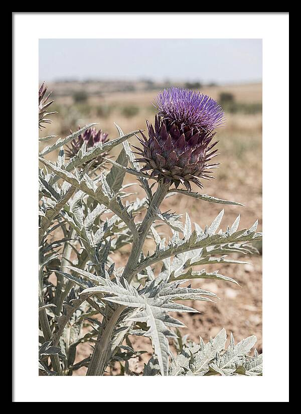 Cardoon With Dramatic Silvery Leaves