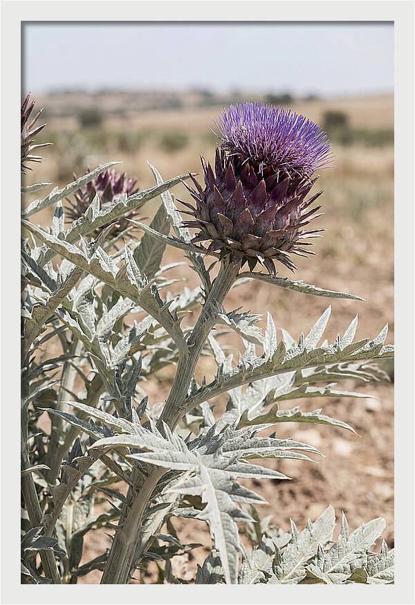 Cardoon With Dramatic Silvery Leaves