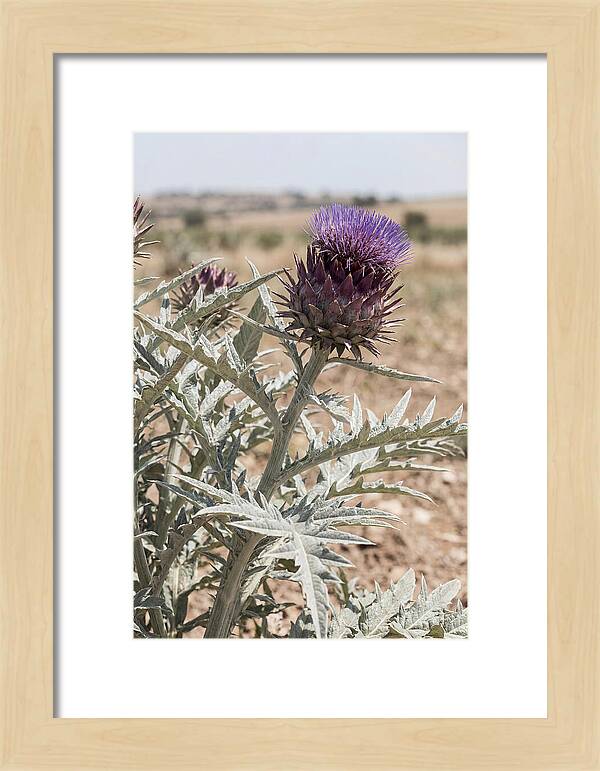 Cardoon With Dramatic Silvery Leaves