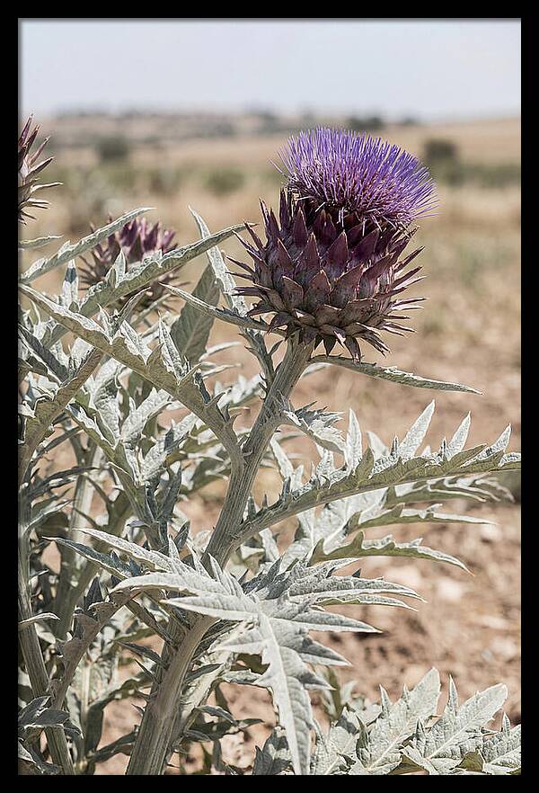 Cardoon With Dramatic Silvery Leaves