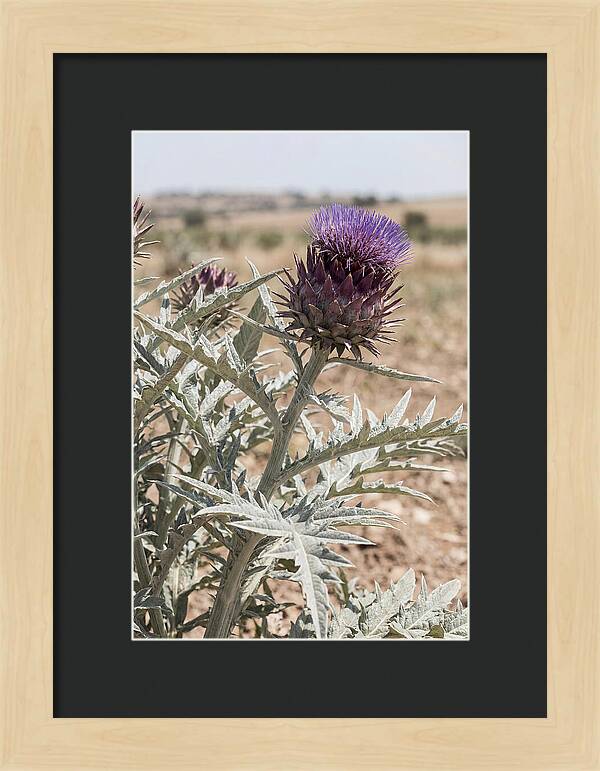 Cardoon With Dramatic Silvery Leaves