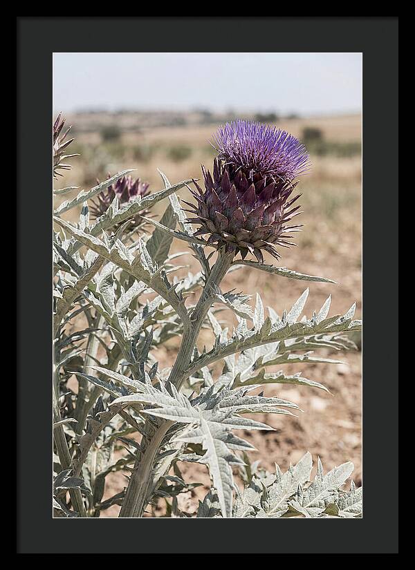 Cardoon With Dramatic Silvery Leaves
