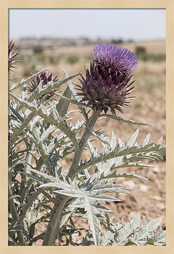 Cardoon With Dramatic Silvery Leaves
