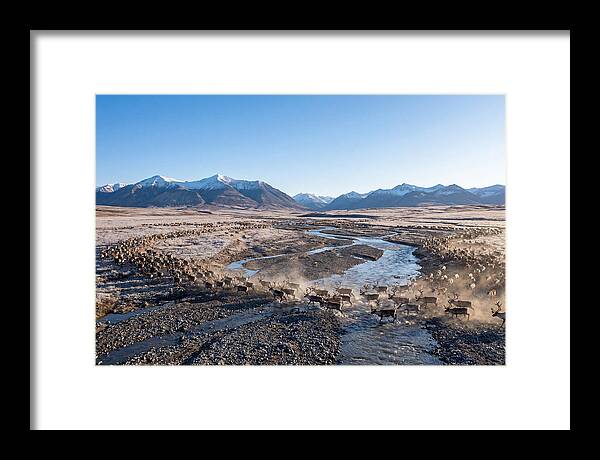 Caribou Migration Herd