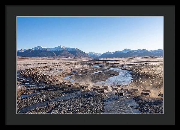 Caribou Migration Herd