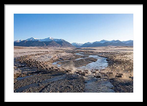 Caribou Migration Herd