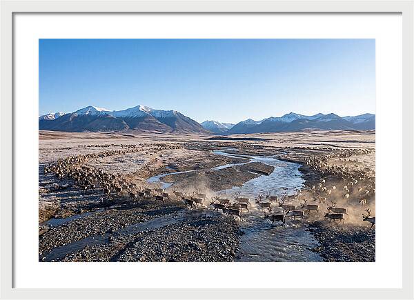 Caribou Migration Herd