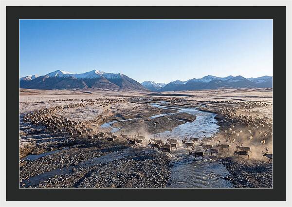 Caribou Migration Herd
