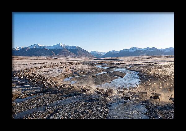 Caribou Migration Herd