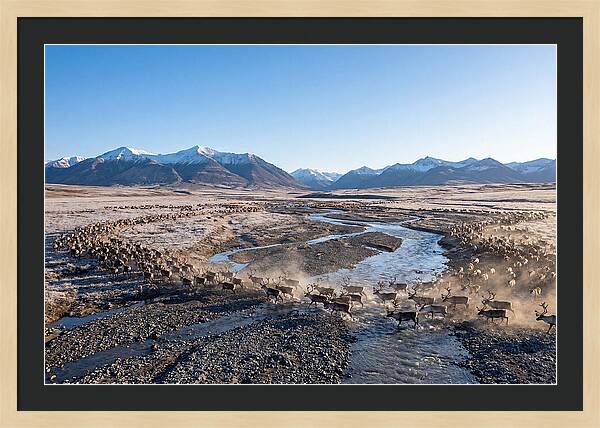 Caribou Migration Herd