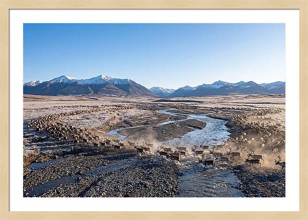 Caribou Migration Herd