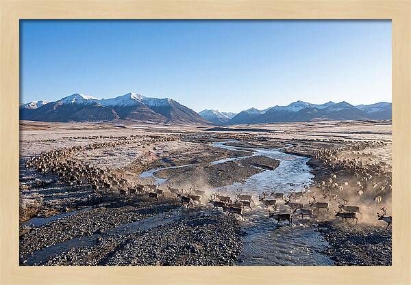 Caribou Migration Herd