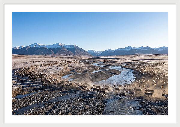 Caribou Migration Herd