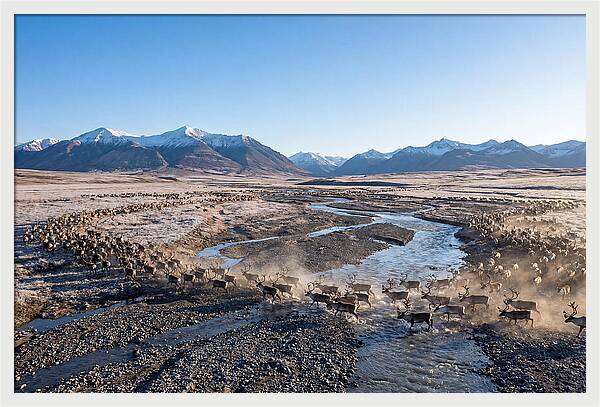 Caribou Migration Herd