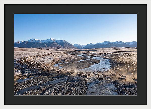 Caribou Migration Herd