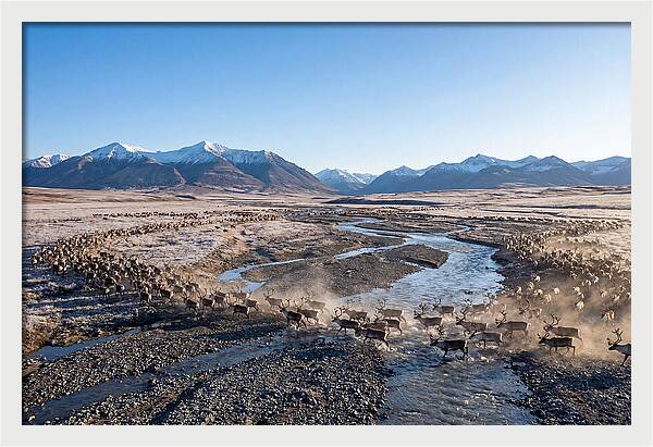 Caribou Migration Herd