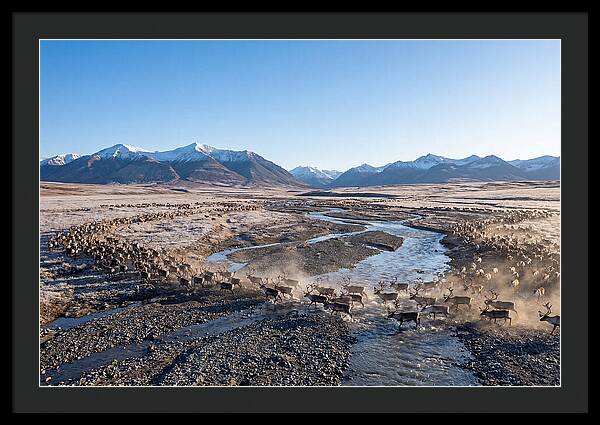 Caribou Migration Herd