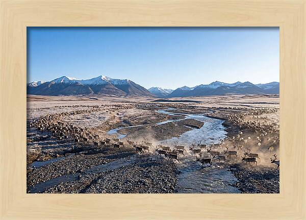 Caribou Migration Herd