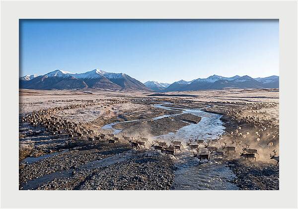 Caribou Migration Herd