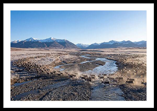 Caribou Migration Herd