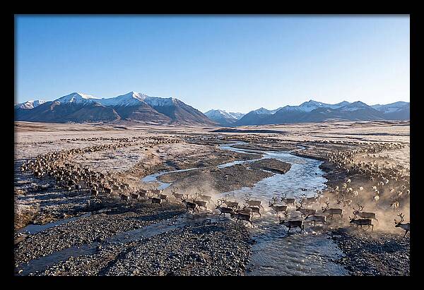 Caribou Migration Herd