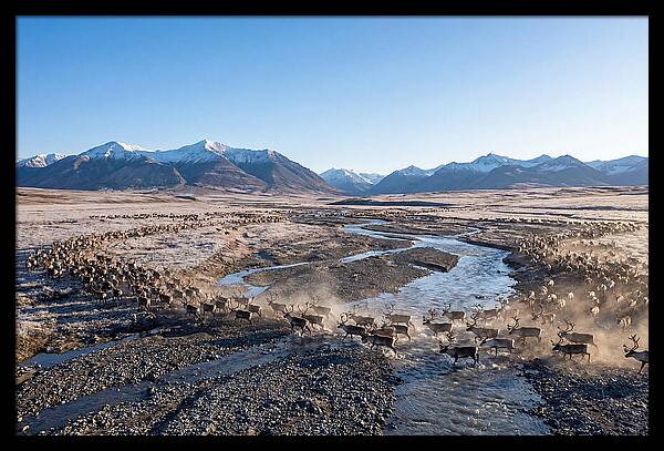 Caribou Migration Herd