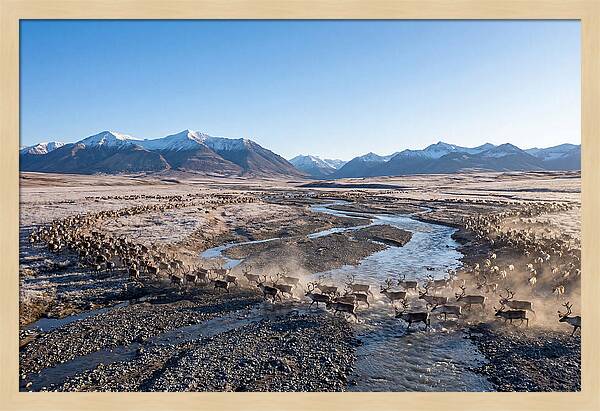 Caribou Migration Herd