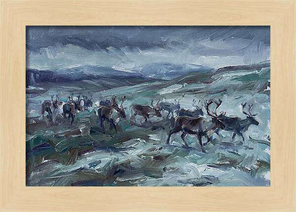 Caribou Migration In Winter