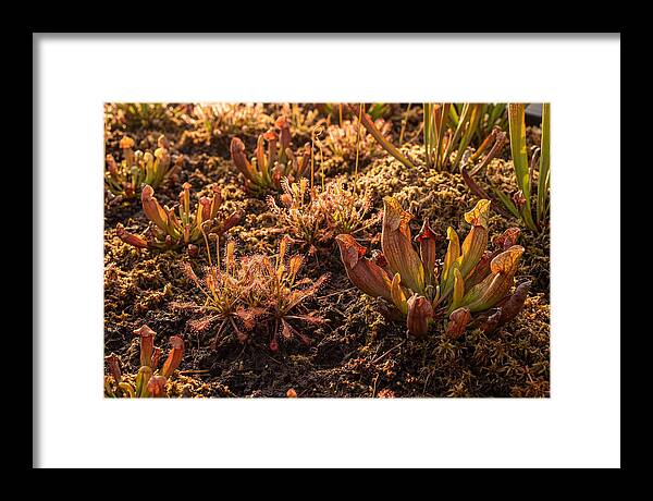 Carnivorous Plant Bog Garden