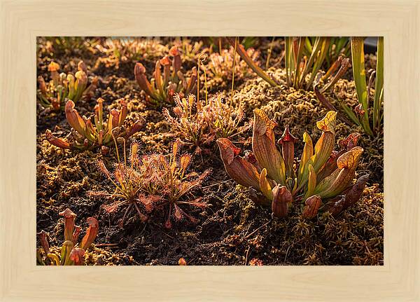 Carnivorous Plant Bog Garden