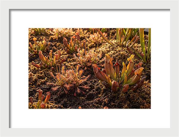 Carnivorous Plant Bog Garden