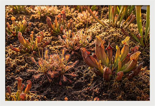 Carnivorous Plant Bog Garden