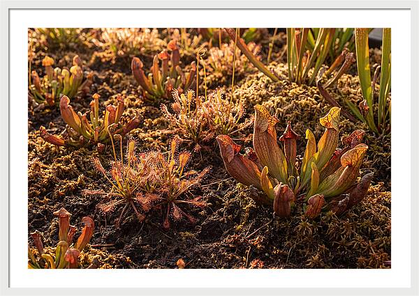 Carnivorous Plant Bog Garden