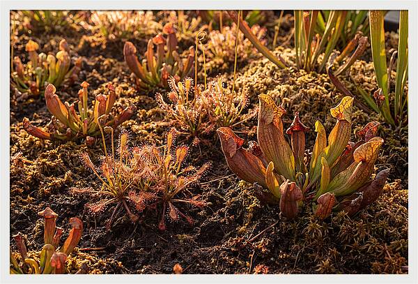 Carnivorous Plant Bog Garden