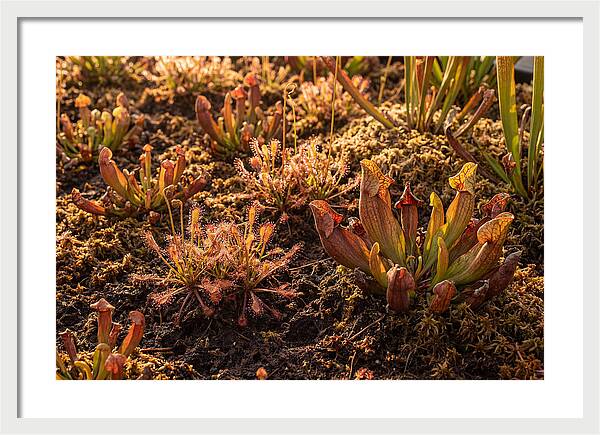 Carnivorous Plant Bog Garden