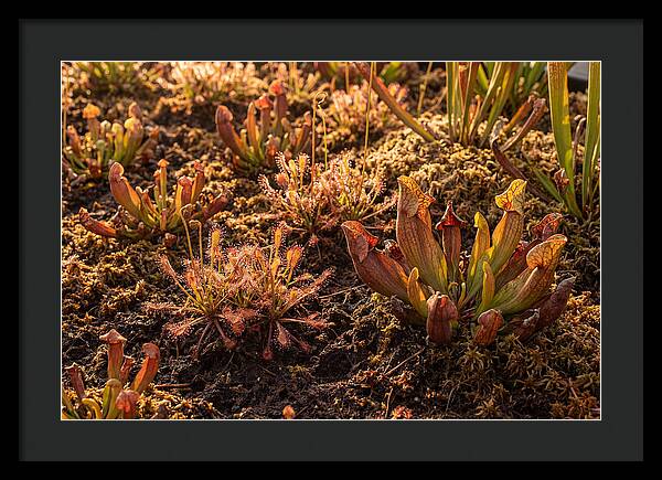 Carnivorous Plant Bog Garden