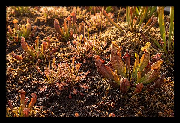 Carnivorous Plant Bog Garden