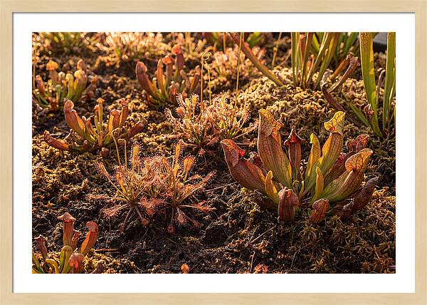 Carnivorous Plant Bog Garden