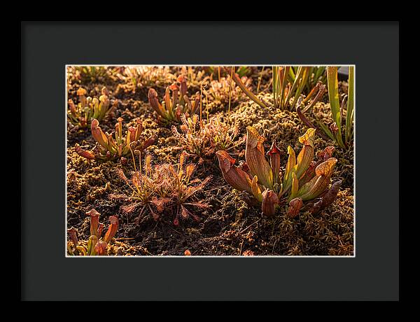 Carnivorous Plant Bog Garden