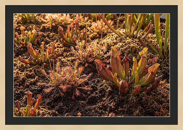 Carnivorous Plant Bog Garden