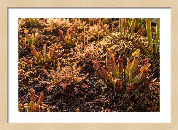 Carnivorous Plant Bog Garden