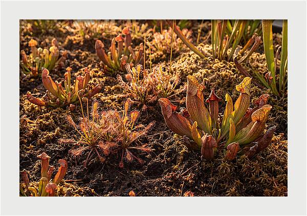 Carnivorous Plant Bog Garden
