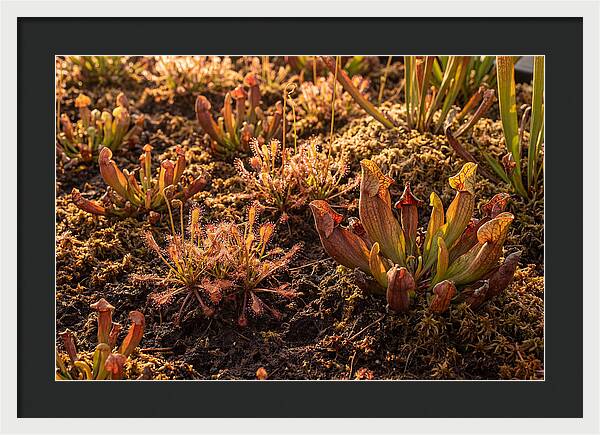Carnivorous Plant Bog Garden